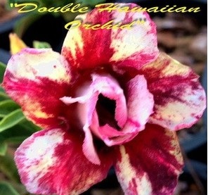 (image for) New Adenium \'Double Hawaiian Orchid\' 5 Seeds